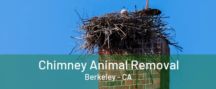 Chimney Animal Removal Berkeley - CA