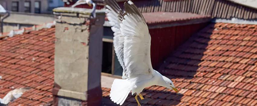 Residential Chimney Animal Removal Solution in Berkeley, CA